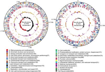 Genomic Characterization Provides New Insights for Detailed Phage- Resistant Mechanism for Brucella abortus